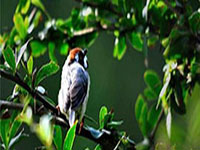 Chail-Wildlife